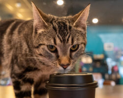 Rusty-Cat-Cafe