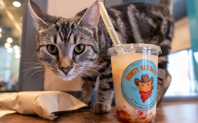 Rusty-Cat-Cafe